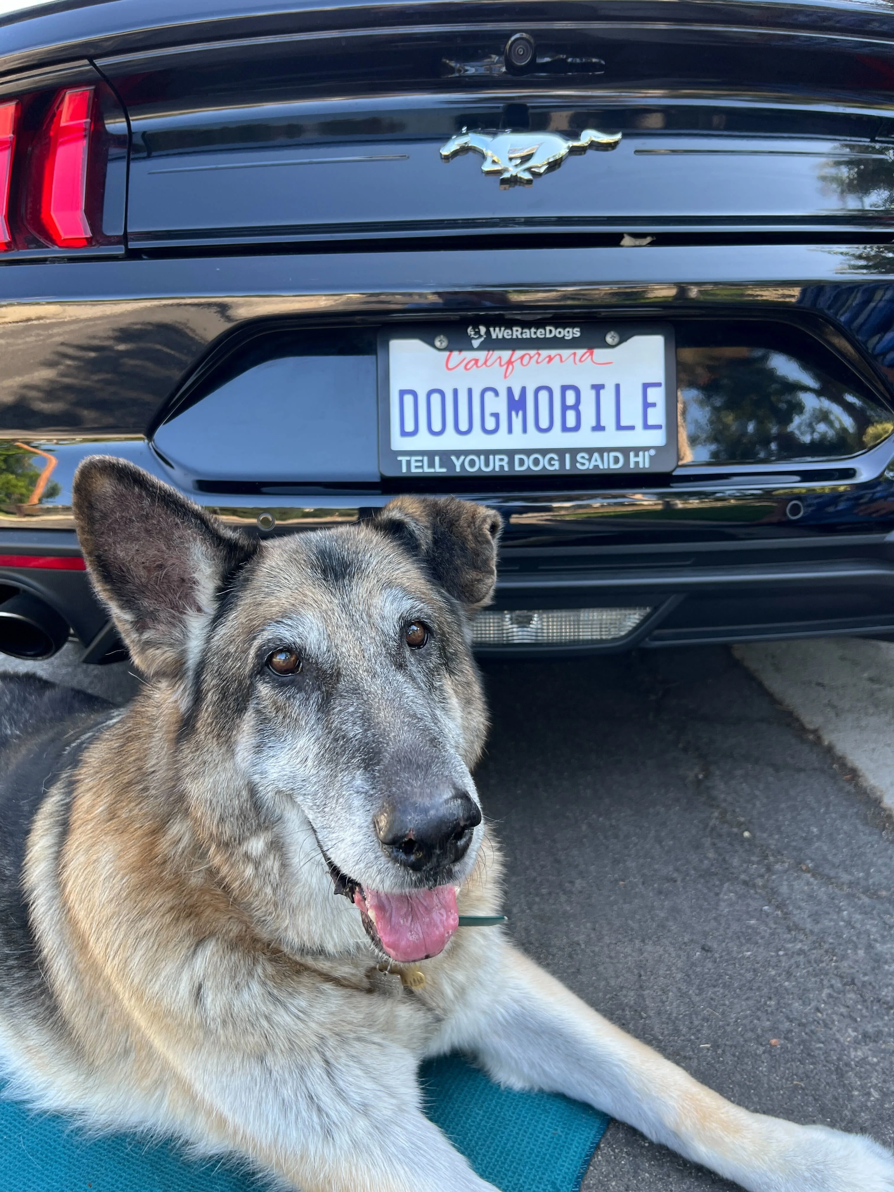 License Frame - Image 3